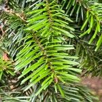 Abies balsamea 叶