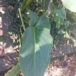 Zantedeschia aethiopica Leaf