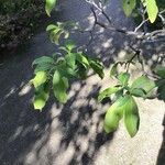 Cornus capitata 叶