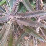 Kalanchoe serrata Leaf