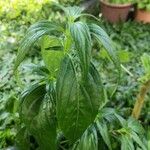 Andrographis paniculata Blad