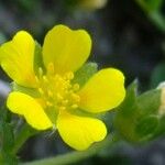 Potentilla brauneana Mosusu