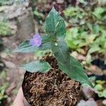 Tinantia pringlei Flower