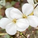 Arabis alpina Flower