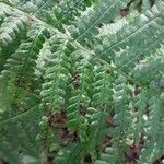 Dryopteris expansa Leaf