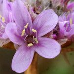 Armeria maritima Blüte