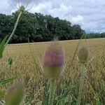 Dipsacus sativusFlower