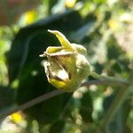 Abutilon exstipulare Fruit