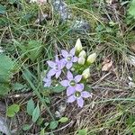 Gentianella ramosa Flor