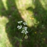 Conopodium majus Blodyn