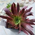 Aeonium simsii Blatt