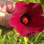 Hibiscus acetosella 花