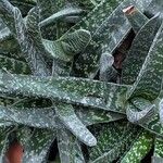 Gasteria carinata Leaf