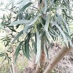 Eucalyptus globulus برگ
