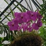 Vanda coerulescens Flors