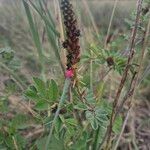 Indigofera schimperiFlower