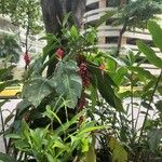 Alpinia purpurata Leaf
