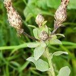 Centaurea nigrescens Vili