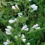 Echium creticum Flower