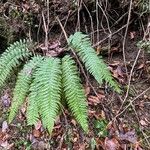 Polystichum aculeatum Blad