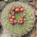 Gymnocalycium saglionis Fruit