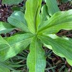 Costus spiralis Leaf