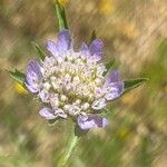 Lomelosia stellata Fula