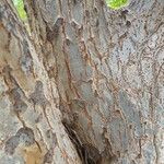 Ulmus parvifolia Bark
