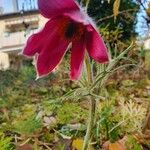 Anemone rubra Virág