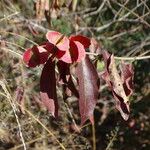 Combretum psidioides Folio