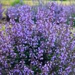 Nepeta grandiflora Flor