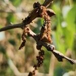 Populus euphratica Blüte