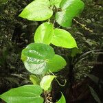 Dioscorea spiculiflora Leaf