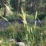 Hordeum bulbosum Fruit