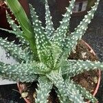 Aloe humilis Hoja