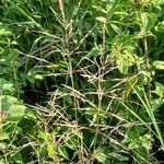 Agrostis gigantea Flower