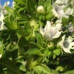 Echium decaisnei Flower