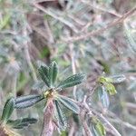 Lithodora hispidula Yaprak