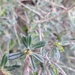 Lithodora hispidula Leaf