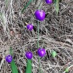 Dianella ensifolia Fruto