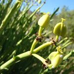 Euphorbia mauritanica Плод