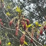 Populus nigra ফুল