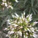 Echium brevirame Cvijet