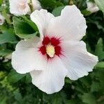 Hibiscus syriacus Flor