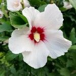 Hibiscus syriacusBloem