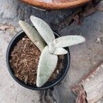 Kalanchoe eriophylla Deilen