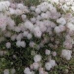 Trifolium arvenseVirág