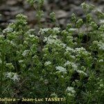 Galium timeroyi ᱛᱟᱦᱮᱸ