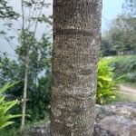 Ficus arnottiana