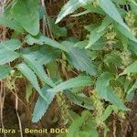 Paederota lutea Autre